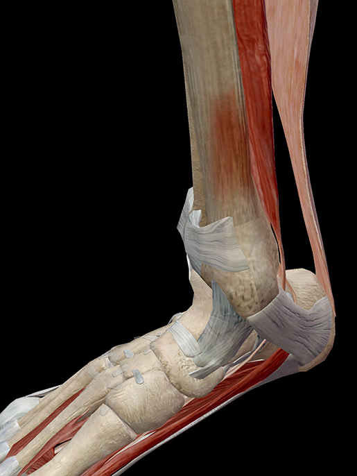 Hold on to Your Tibias The Anatomy and Causes of Shin Splints